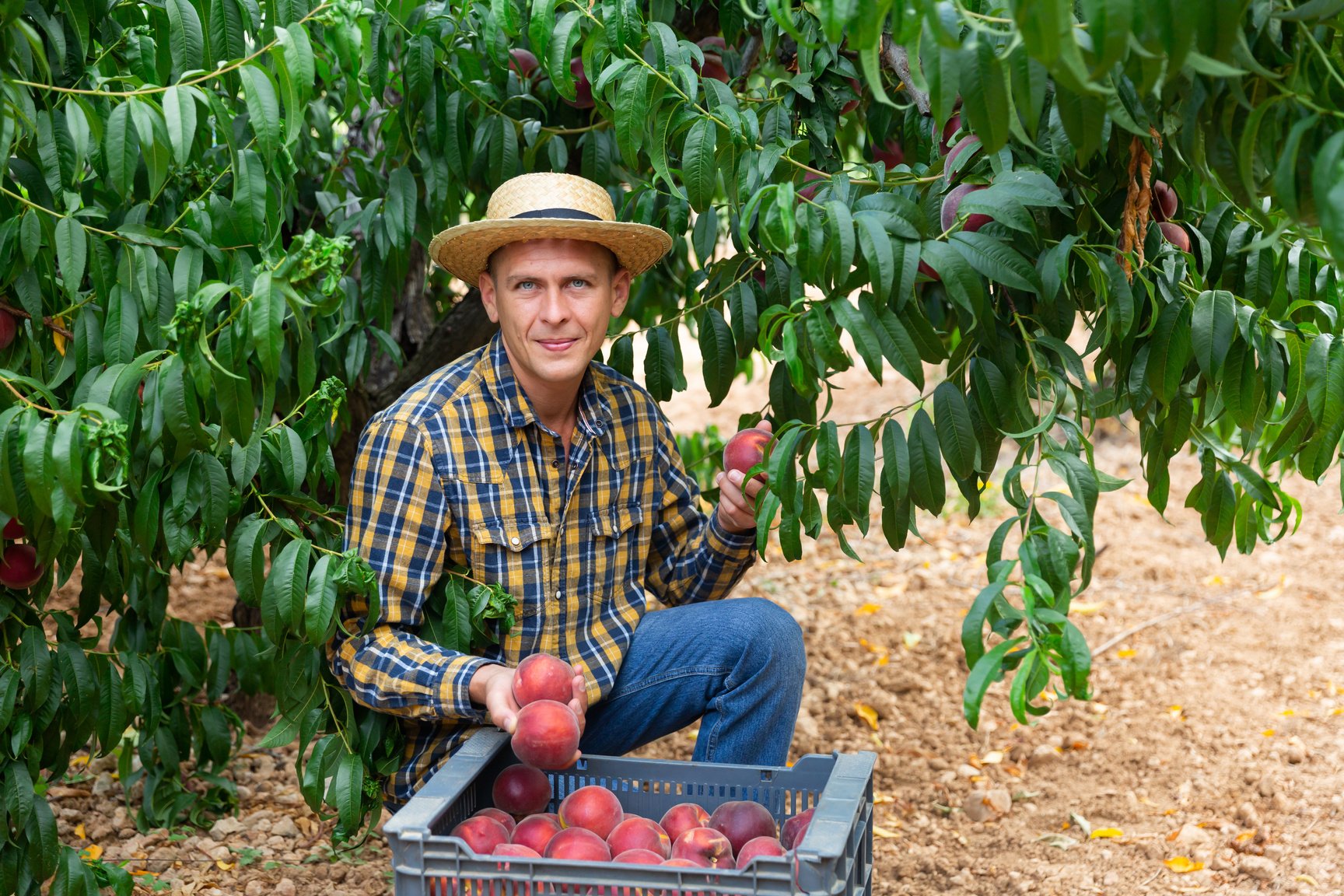 Successful male owner of orchard gathering harvest of ripe peaches on day